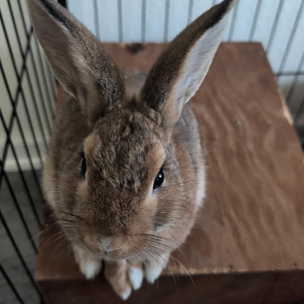 Lumpy, Adoptable, Baby Male Bunny Rabbit.