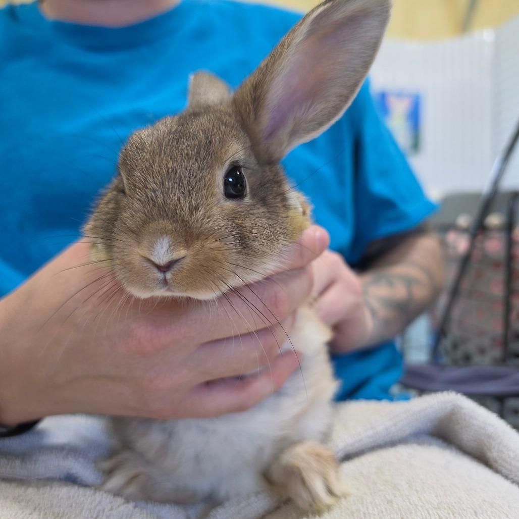 Enlarge Lumpy, a Adoptable Bunny Rabbit in Hilliard , FL image 2/2