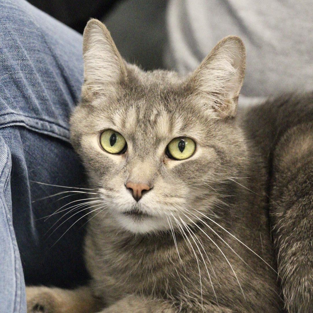 Enlarge Murray, an adopted mixed breed in Briarcliff Manor, NY image 1/1