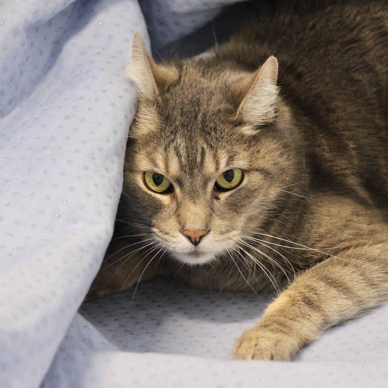 Enlarge Murray, a ADOPTABLE mixed breed in Briarcliff Manor, NY image 1/2