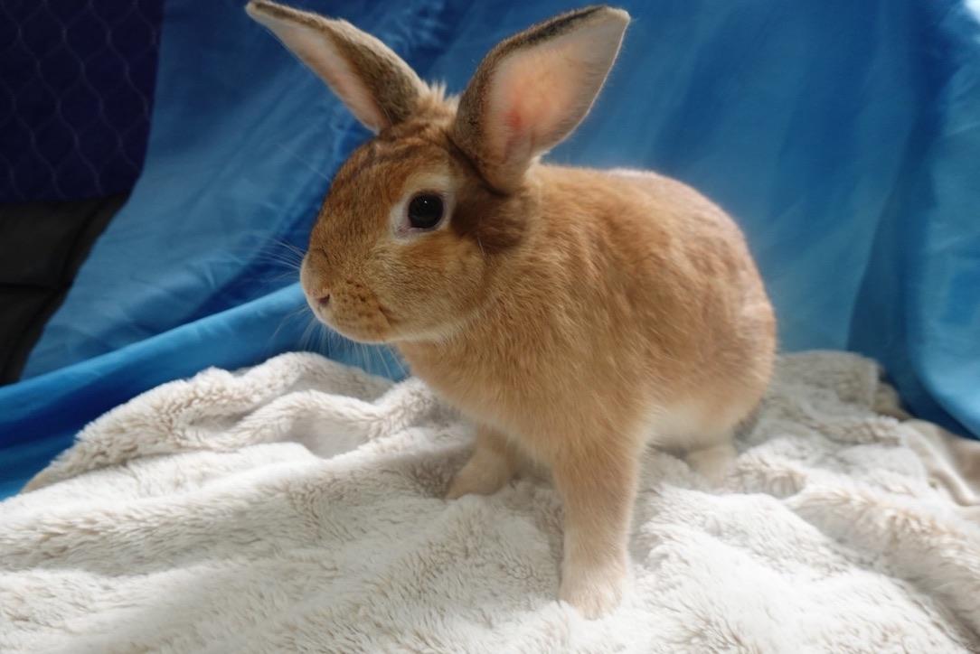 Peter, Adoptable, Young Male Bunny Rabbit.
