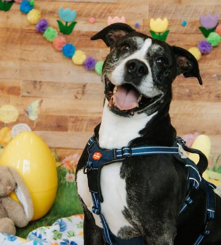LANGLEY, Adoptable, Adult Male Pit Bull Terrier & Mixed Breed.