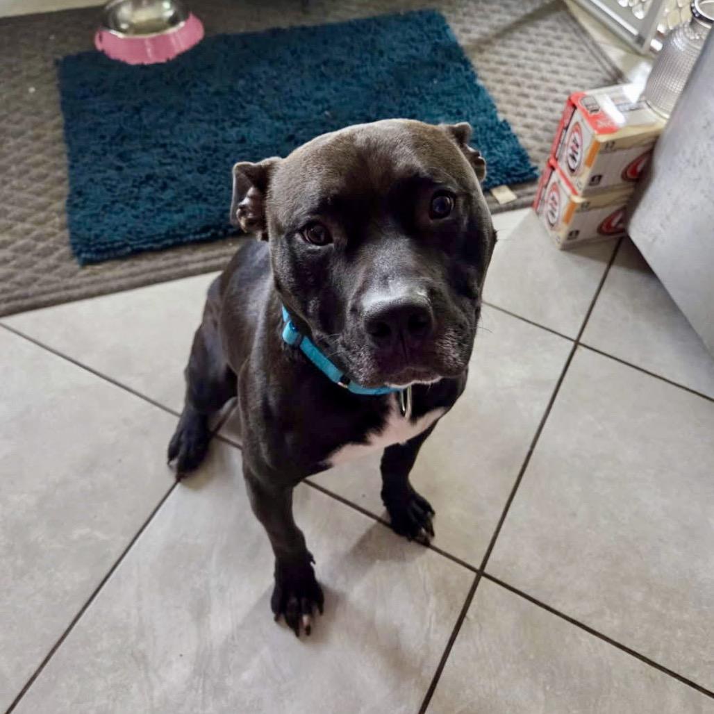 Bruce, Adoptable, Adult Male Pit Bull Terrier & Mixed Breed.