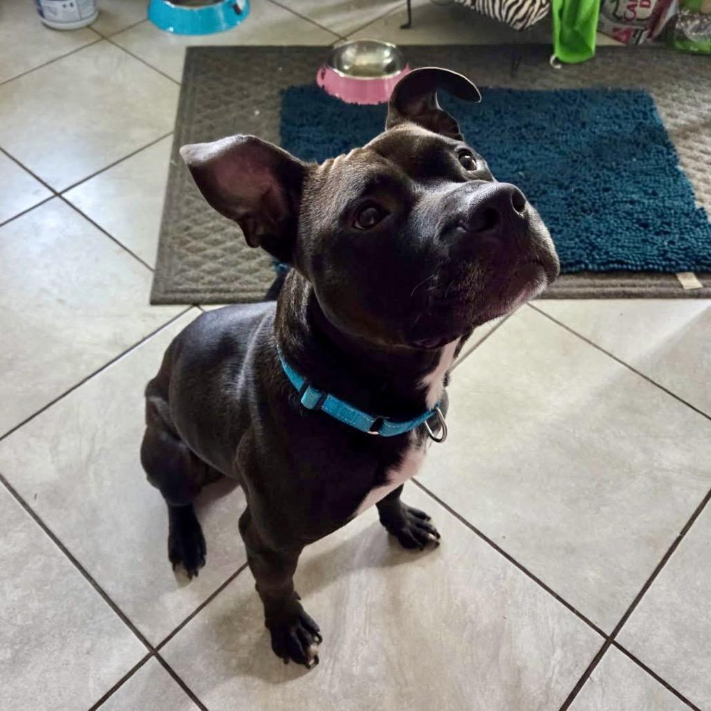 Enlarge Bruce, a Adoptable mixed breed in Valparaiso, IN image 2/5
