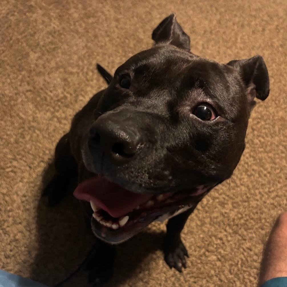 Enlarge Bruce, a Adoptable mixed breed in Valparaiso, IN image 3/5