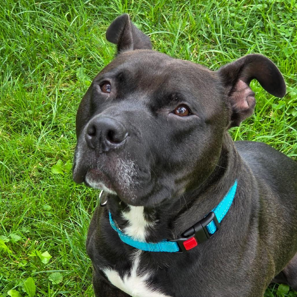 Enlarge Bruce, a Adoptable mixed breed in Valparaiso, IN image 4/5