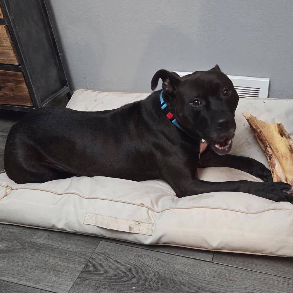 Enlarge Bruce, a Adoptable mixed breed in Valparaiso, IN image 5/5