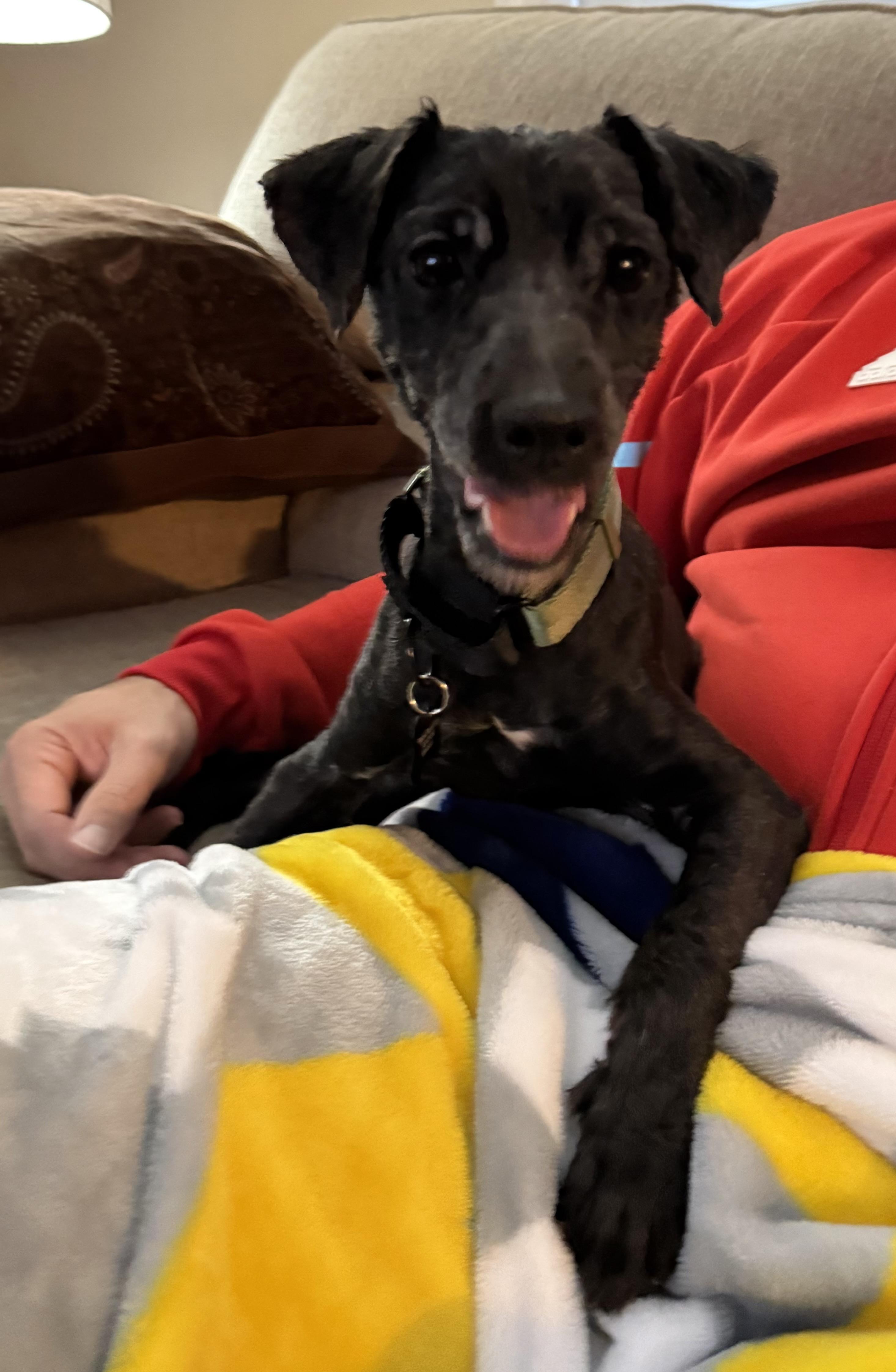 Enlarge Pierre, a ADOPTABLE mixed breed in Oswego, IL image 4/4