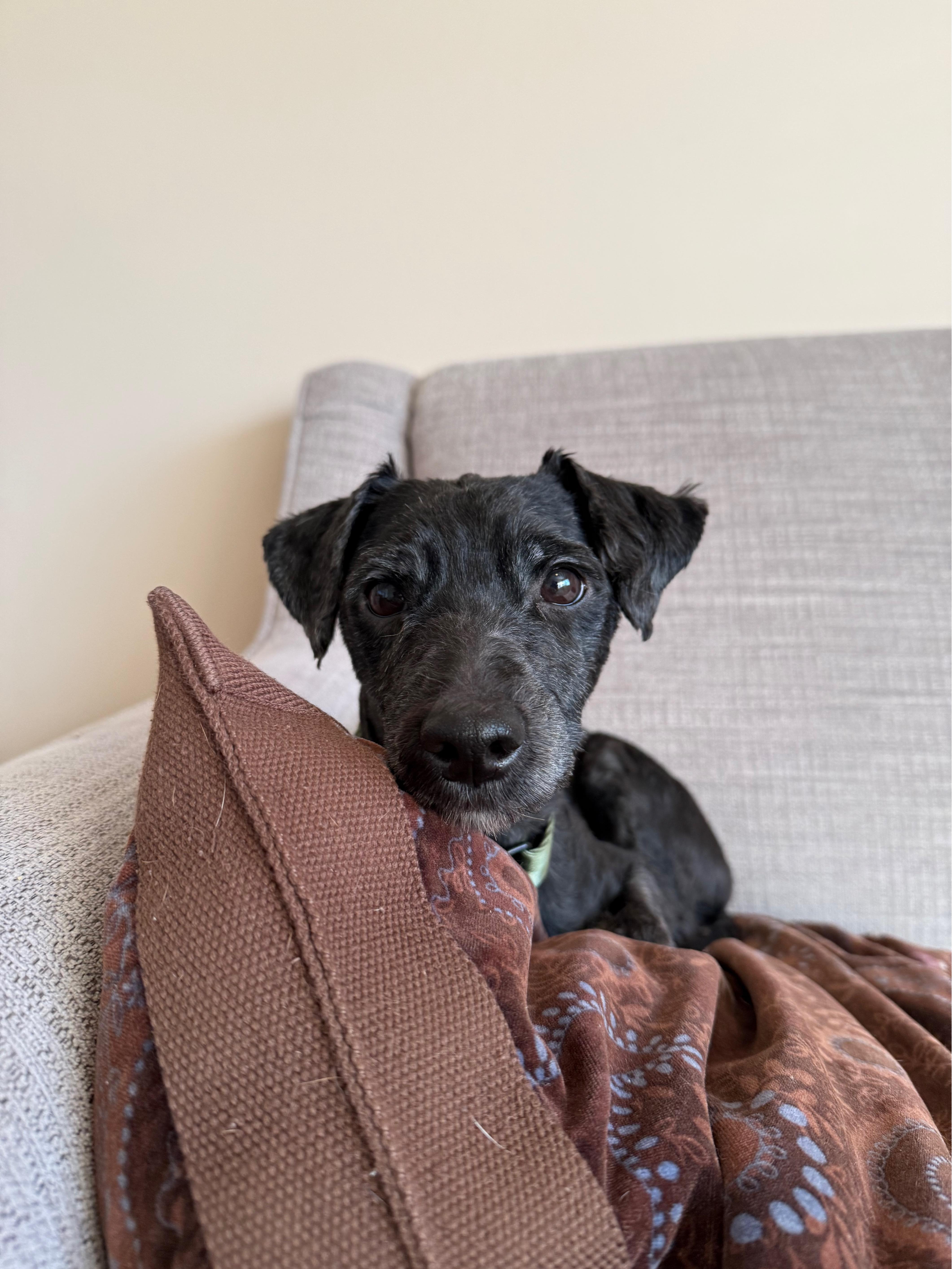 Enlarge Pierre, a ADOPTABLE mixed breed in Oswego, IL image 1/4