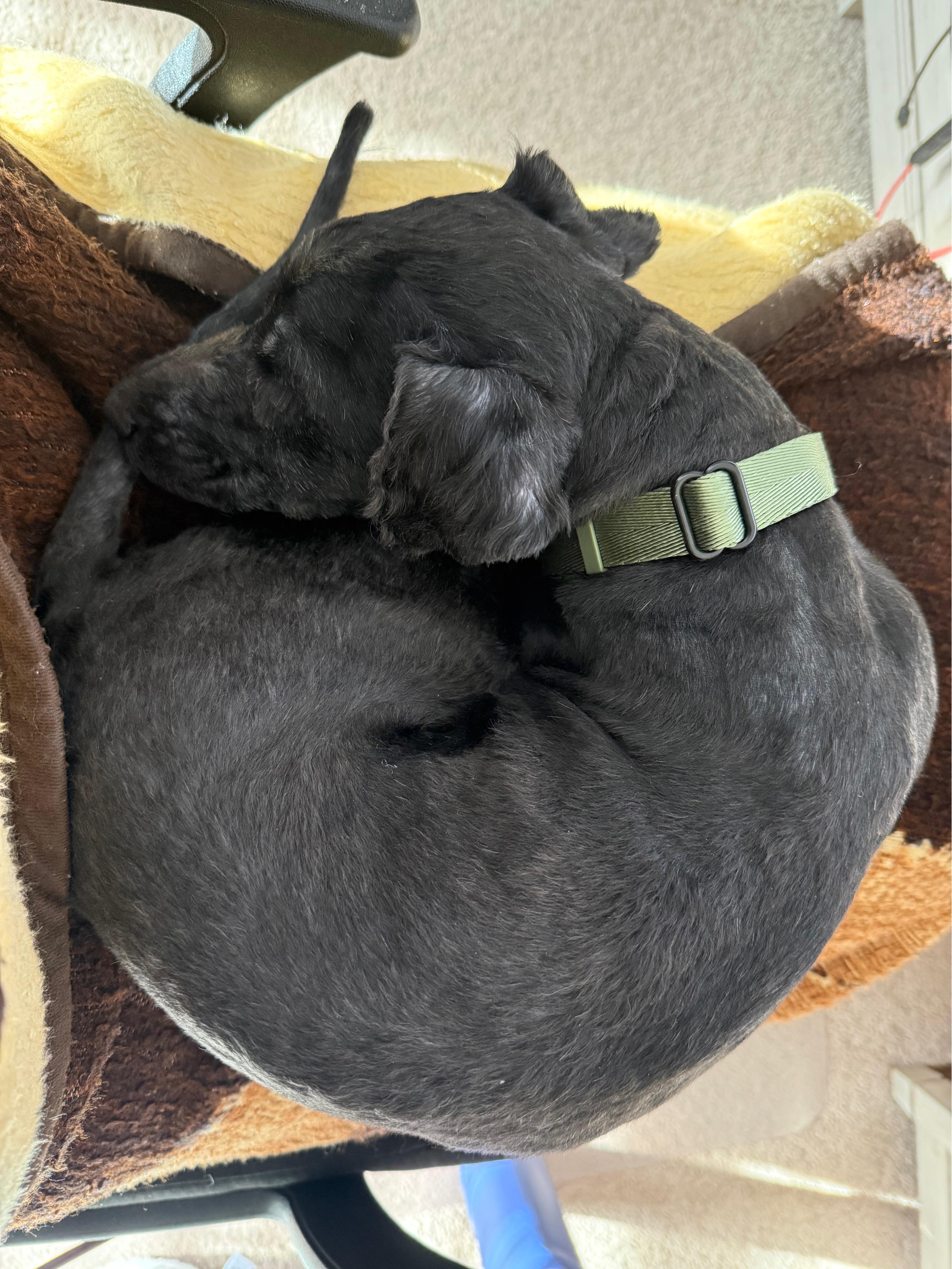 Enlarge Pierre, a ADOPTABLE mixed breed in Oswego, IL image 2/4