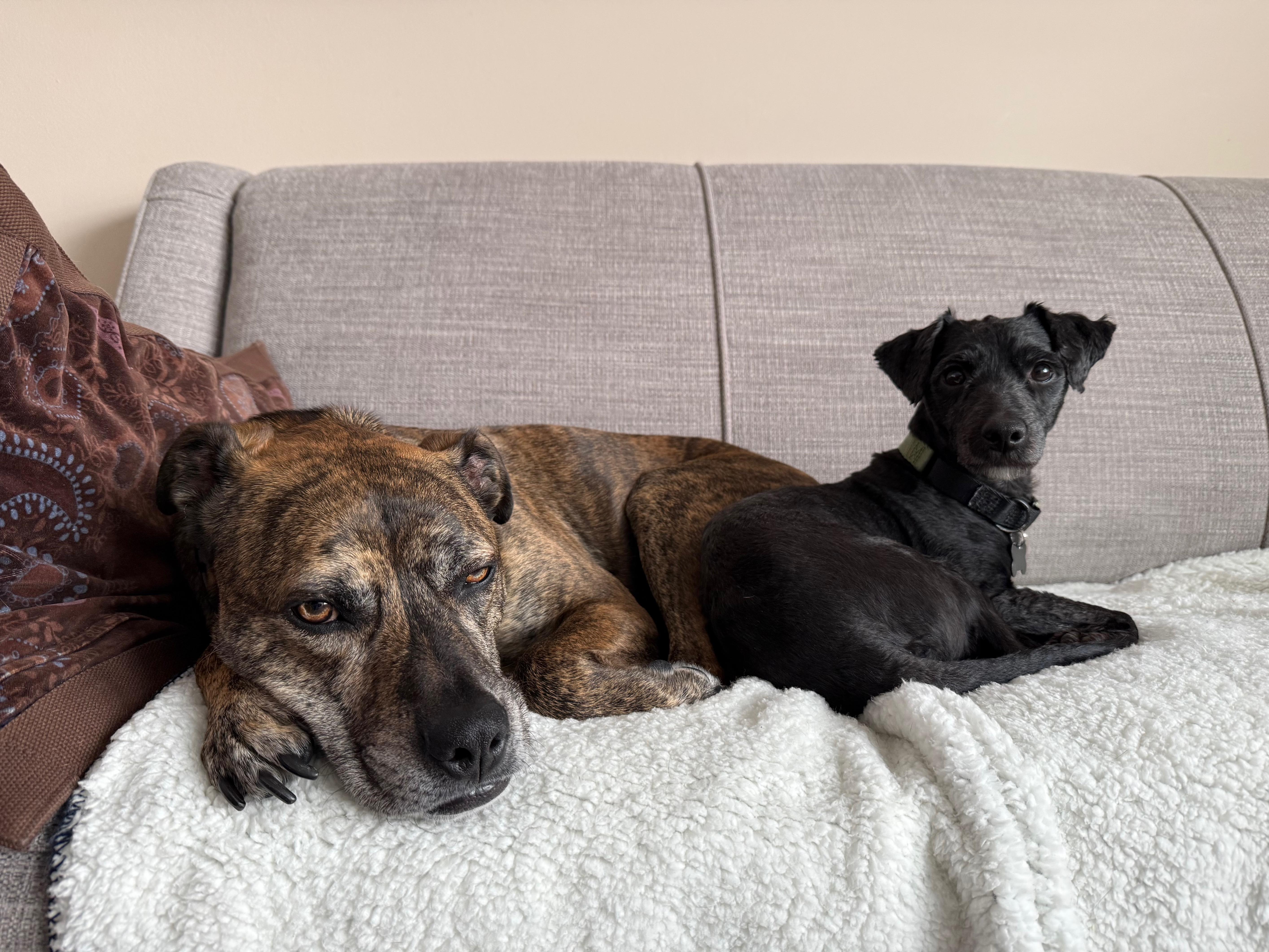 Enlarge Pierre, a ADOPTABLE mixed breed in Oswego, IL image 3/4