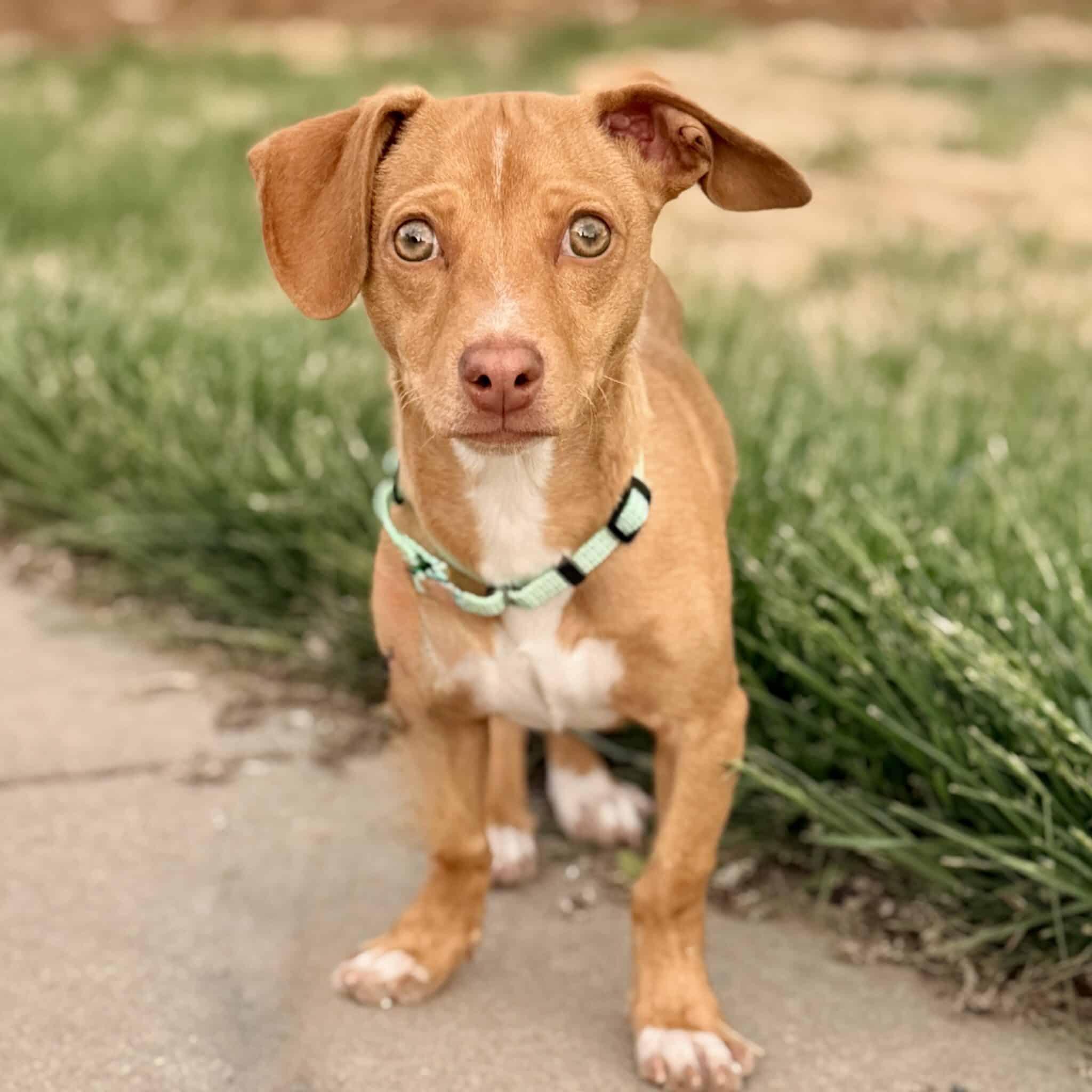 Louis, ADOPTABLE, Puppy Male Chihuahua & Dachshund.