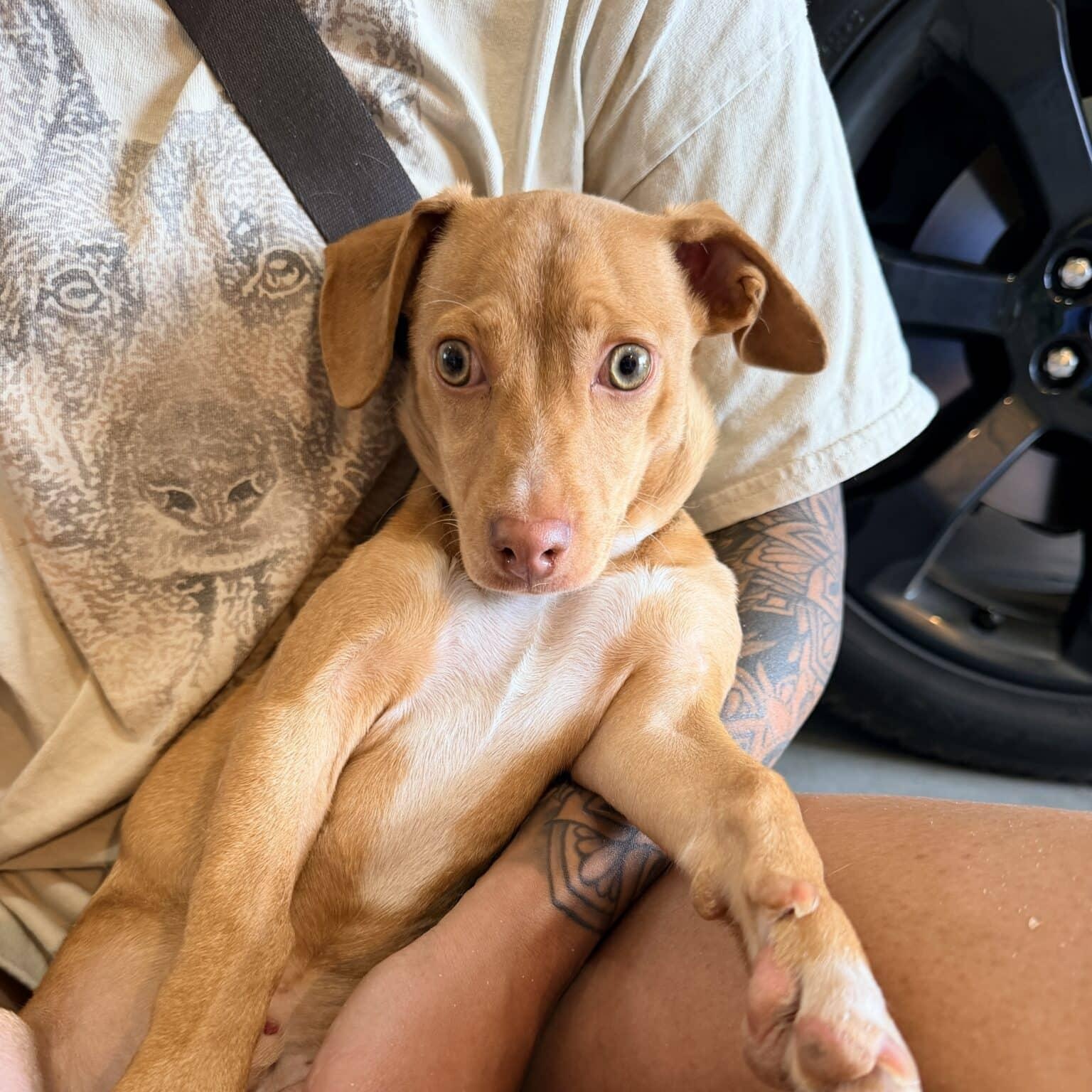 Enlarge Louis, a ADOPTABLE mixed breed in Mead, CO image 2/4