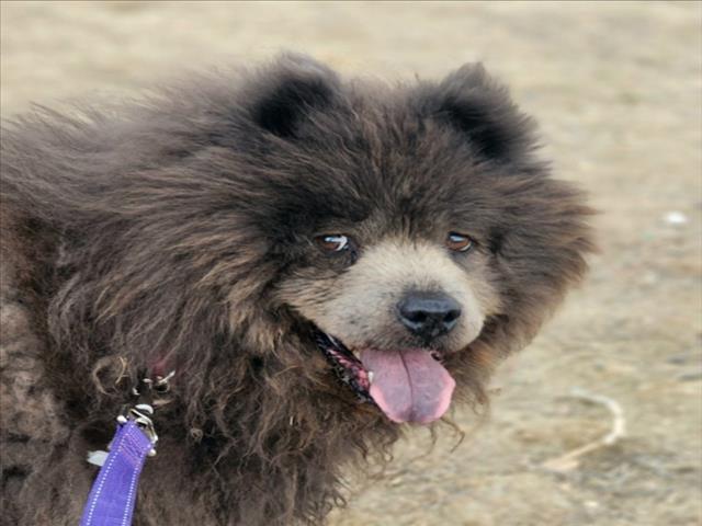 Enlarge CHLOE, a Adoptable Chow Chow in Loveland, CO image 1/1