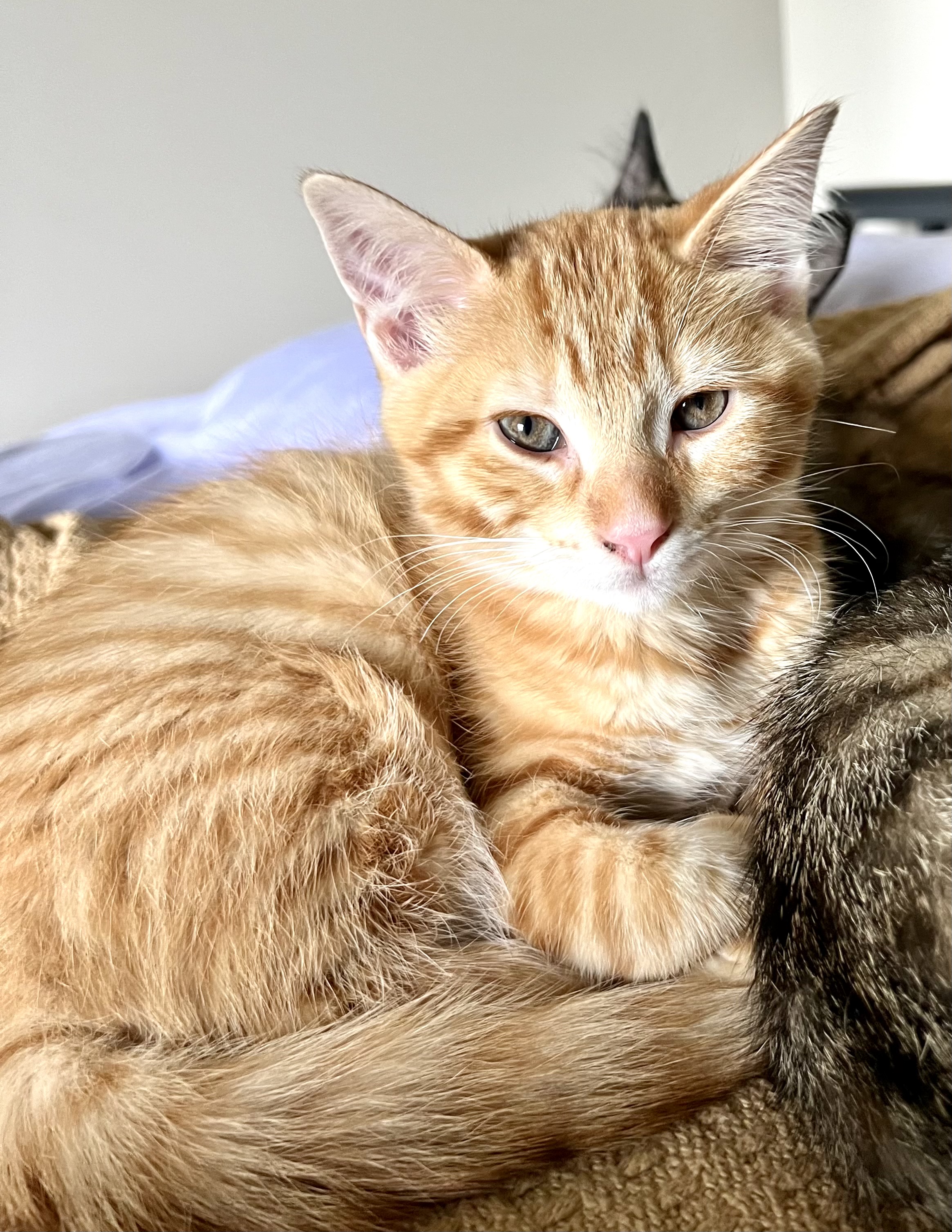 Cedar, Adopted, Kitten Male Domestic Short Hair.