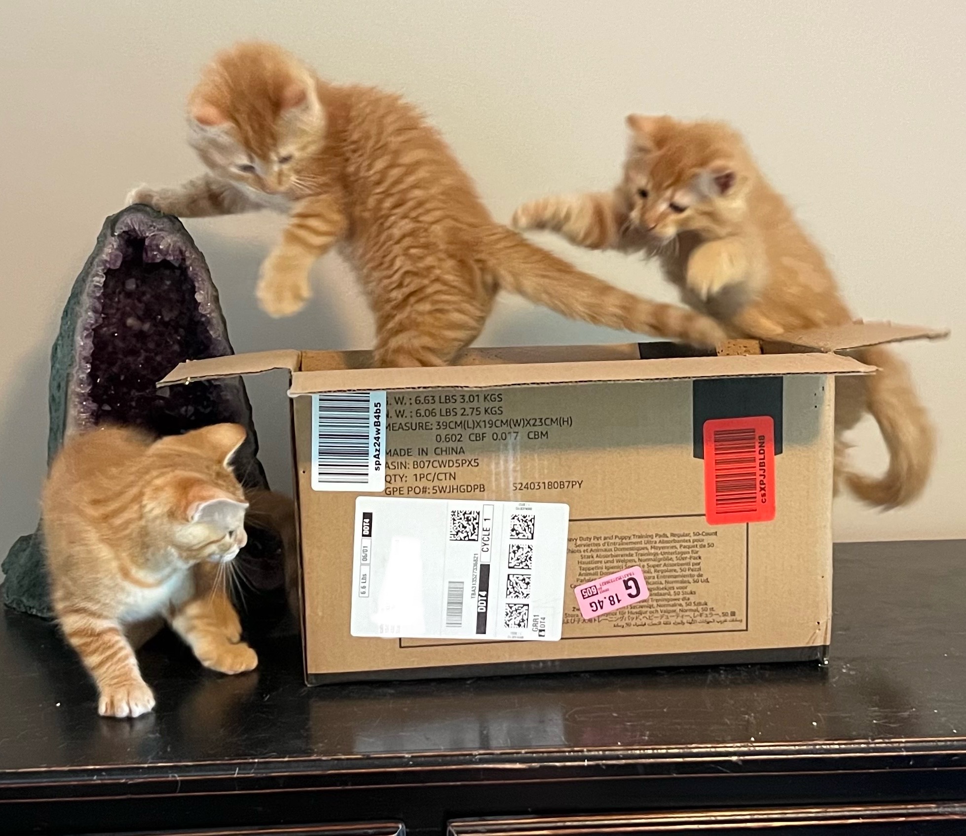 Enlarge Cedar, a Adopted Domestic Short Hair in Lansing, MI image 2/3