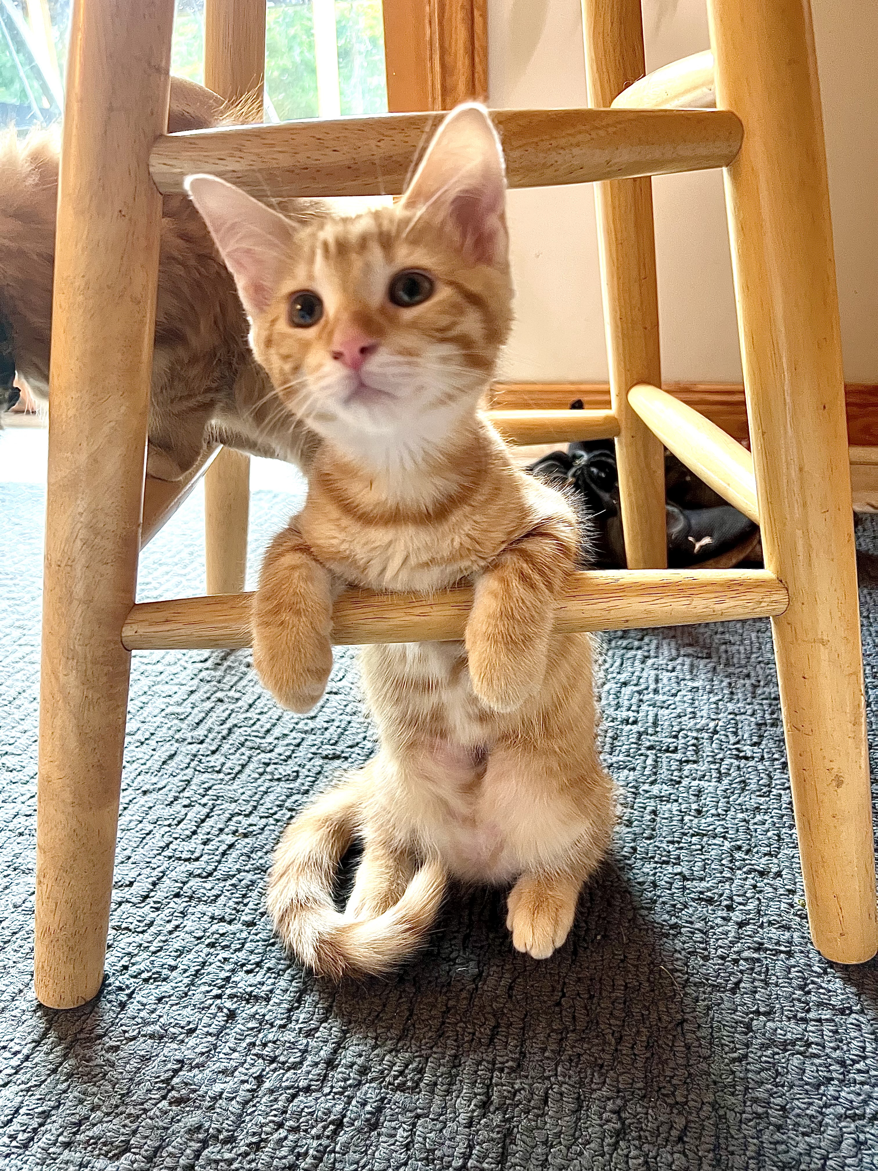 Enlarge Cedar, a Adopted Domestic Short Hair in Lansing, MI image 3/3