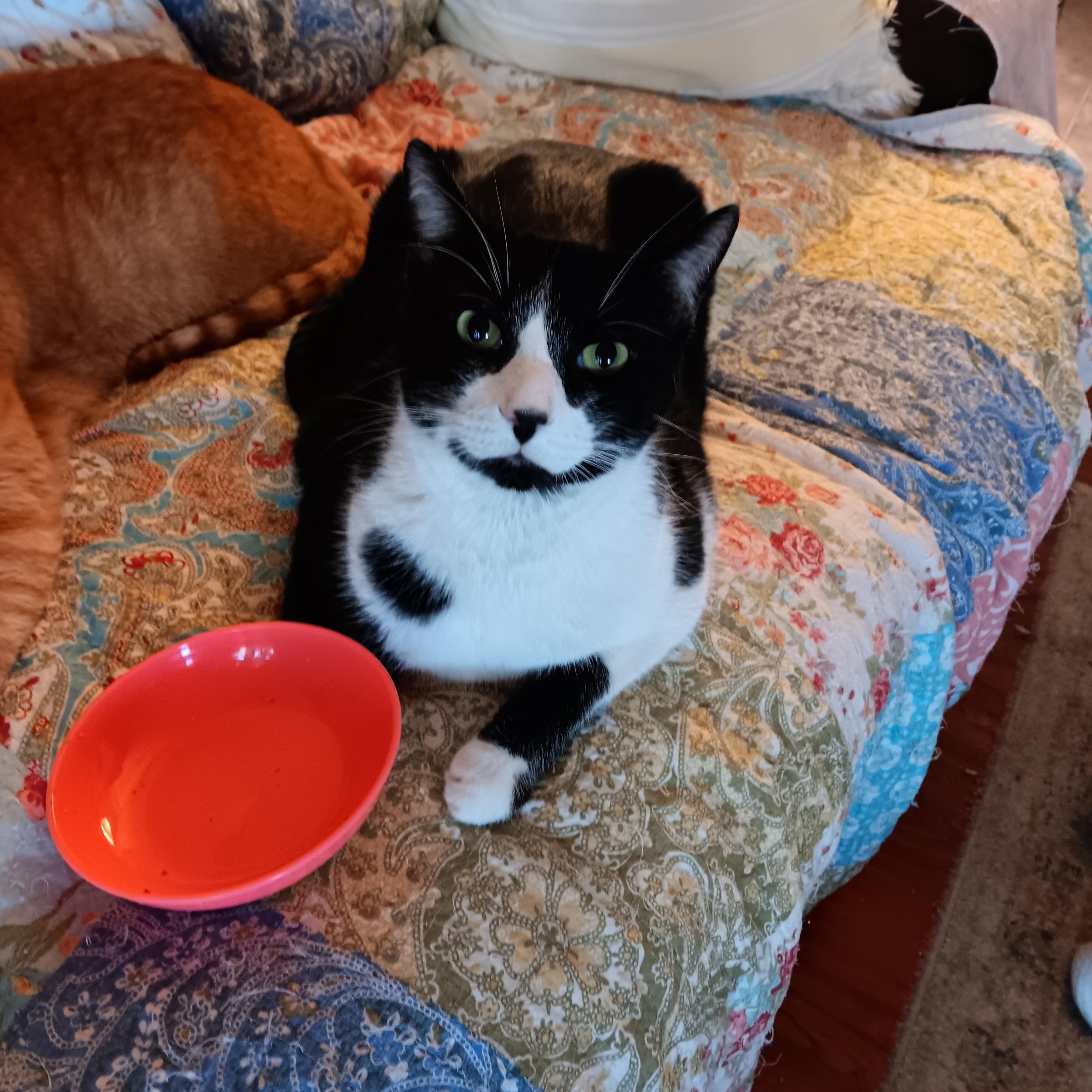 Snoopy, Adoptable, Adult Male Domestic Short Hair.