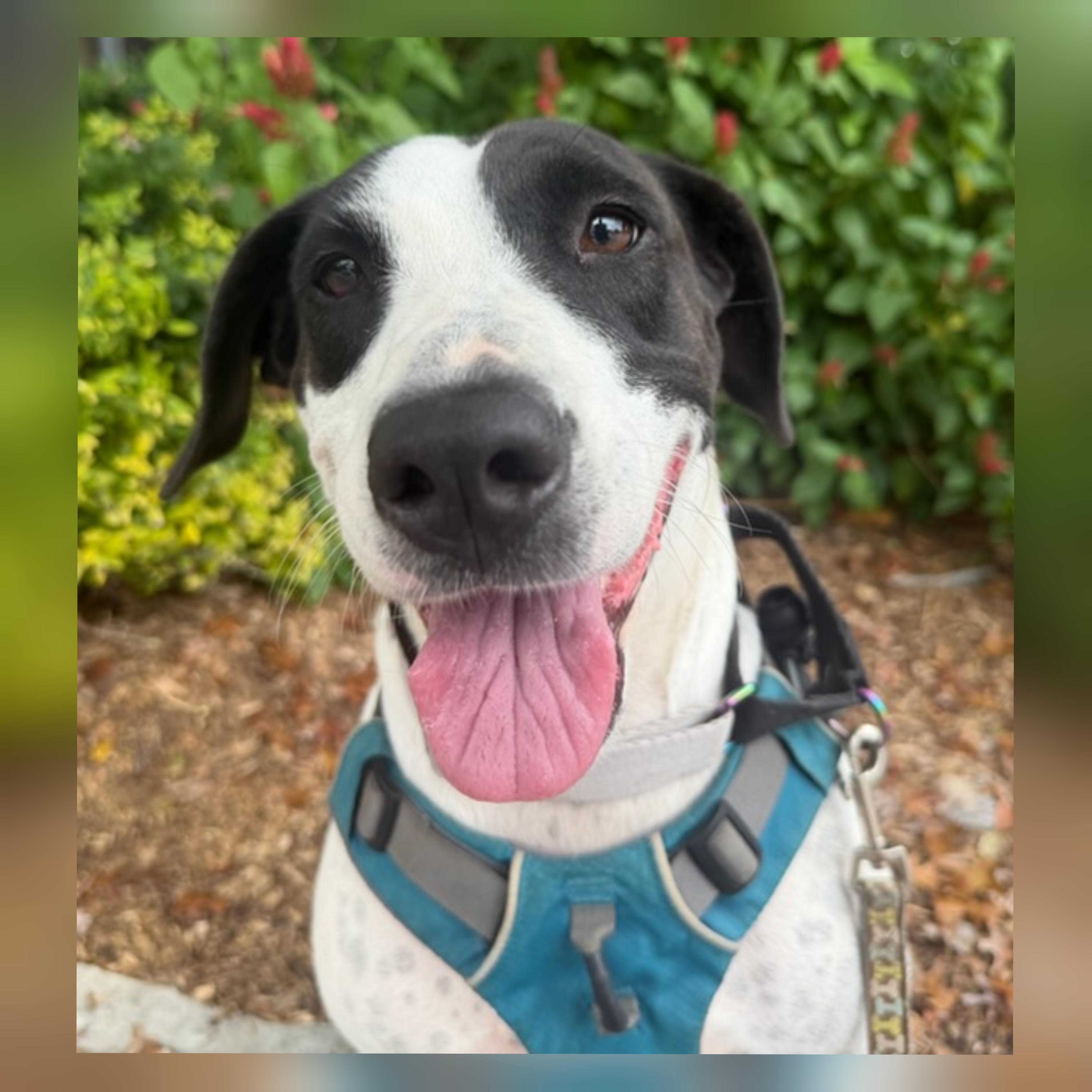 Enlarge Charity, a Adoptable mixed breed in Harriman, NY image 1/6