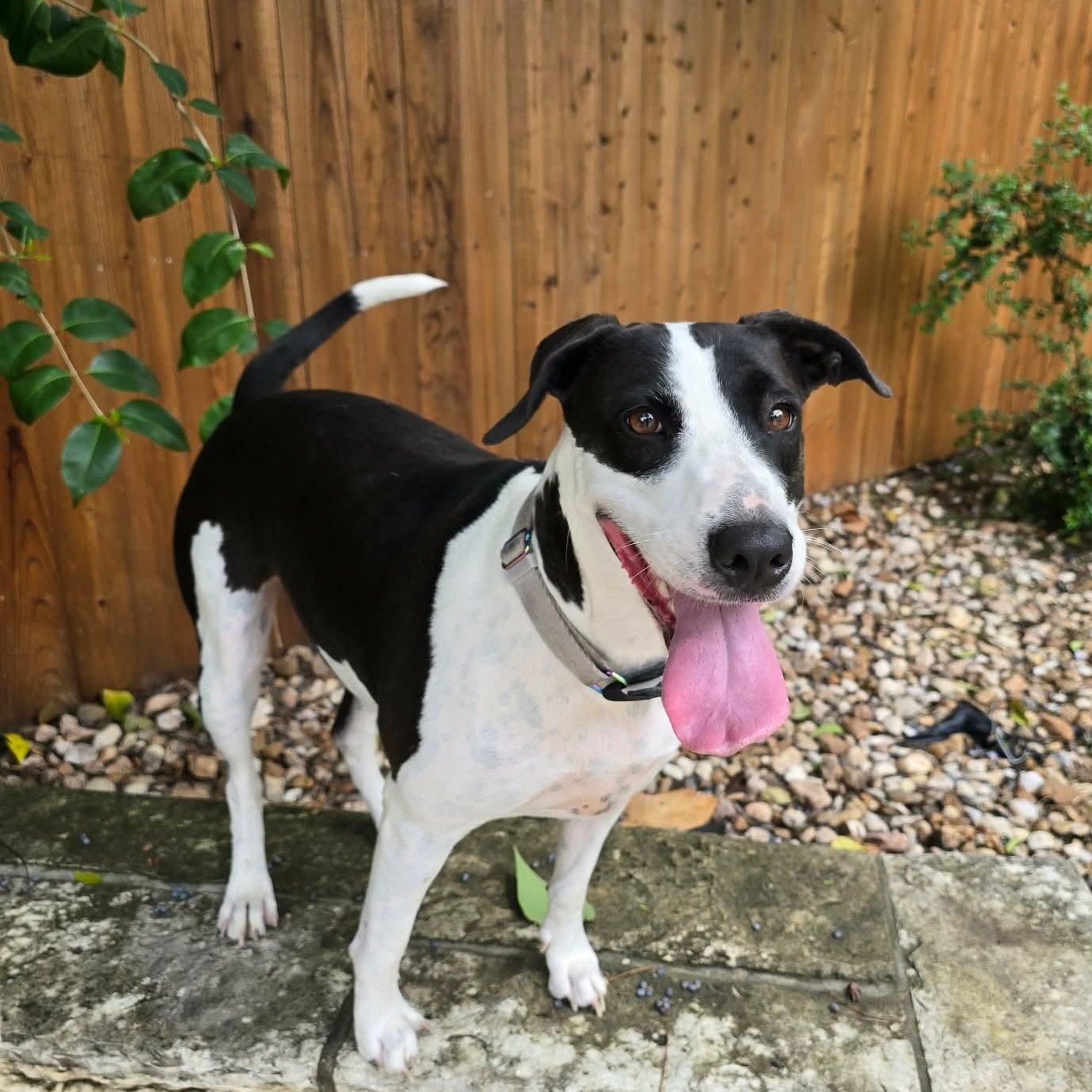 Charity, Adoptable, Young Female Labrador Retriever & Bull Terrier.