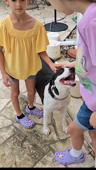 Enlarge Charity, a Adoptable mixed breed in Brattleboro , VT video 2/6