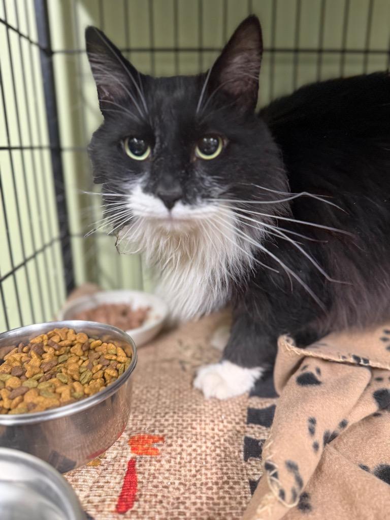 Enlarge Alfonso, a Adoptable mixed breed in Auburn, IN image 1/4