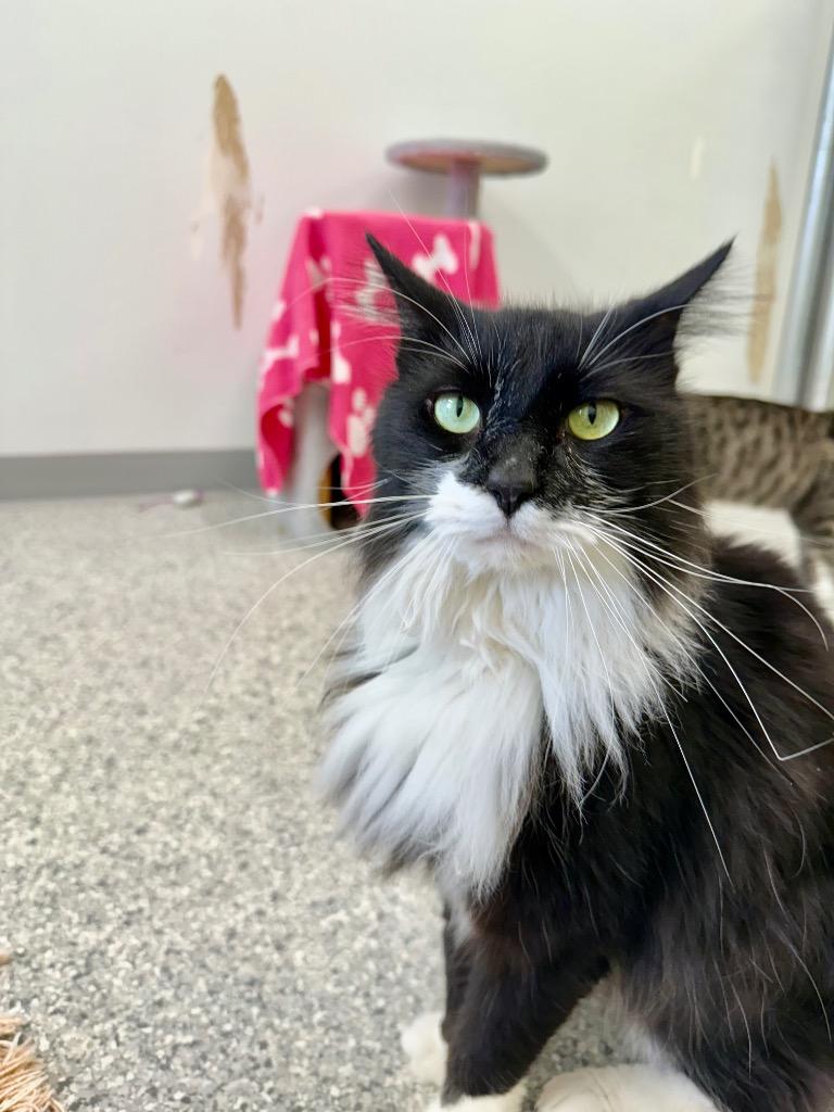 Enlarge Alfonso, a Adoptable mixed breed in Auburn, IN image 2/4