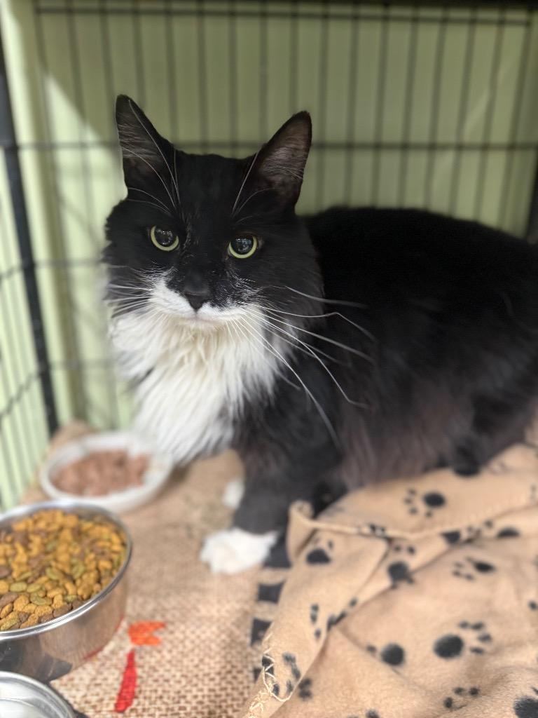 Enlarge Alfonso, a Adoptable mixed breed in Auburn, IN image 3/4