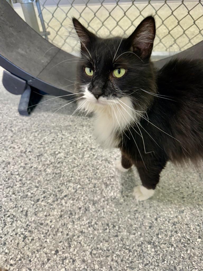 Enlarge Alfonso, a Adoptable mixed breed in Auburn, IN image 4/4