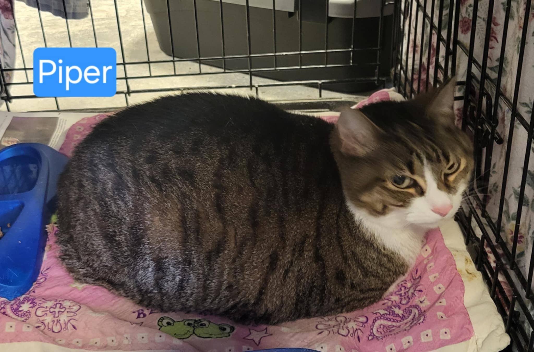 Piper