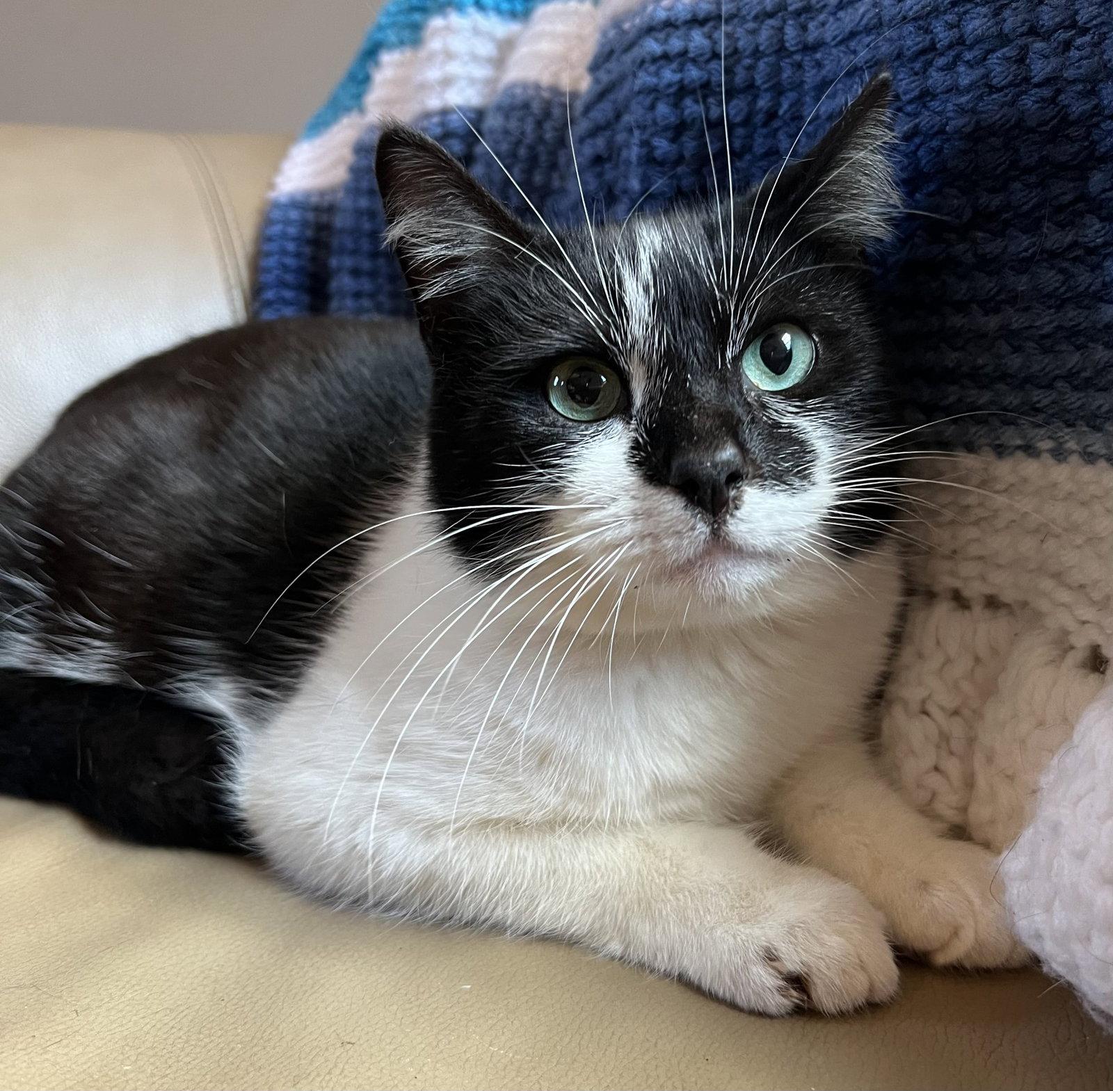 Cleo, Adoptable, Adult Female Domestic Short Hair.