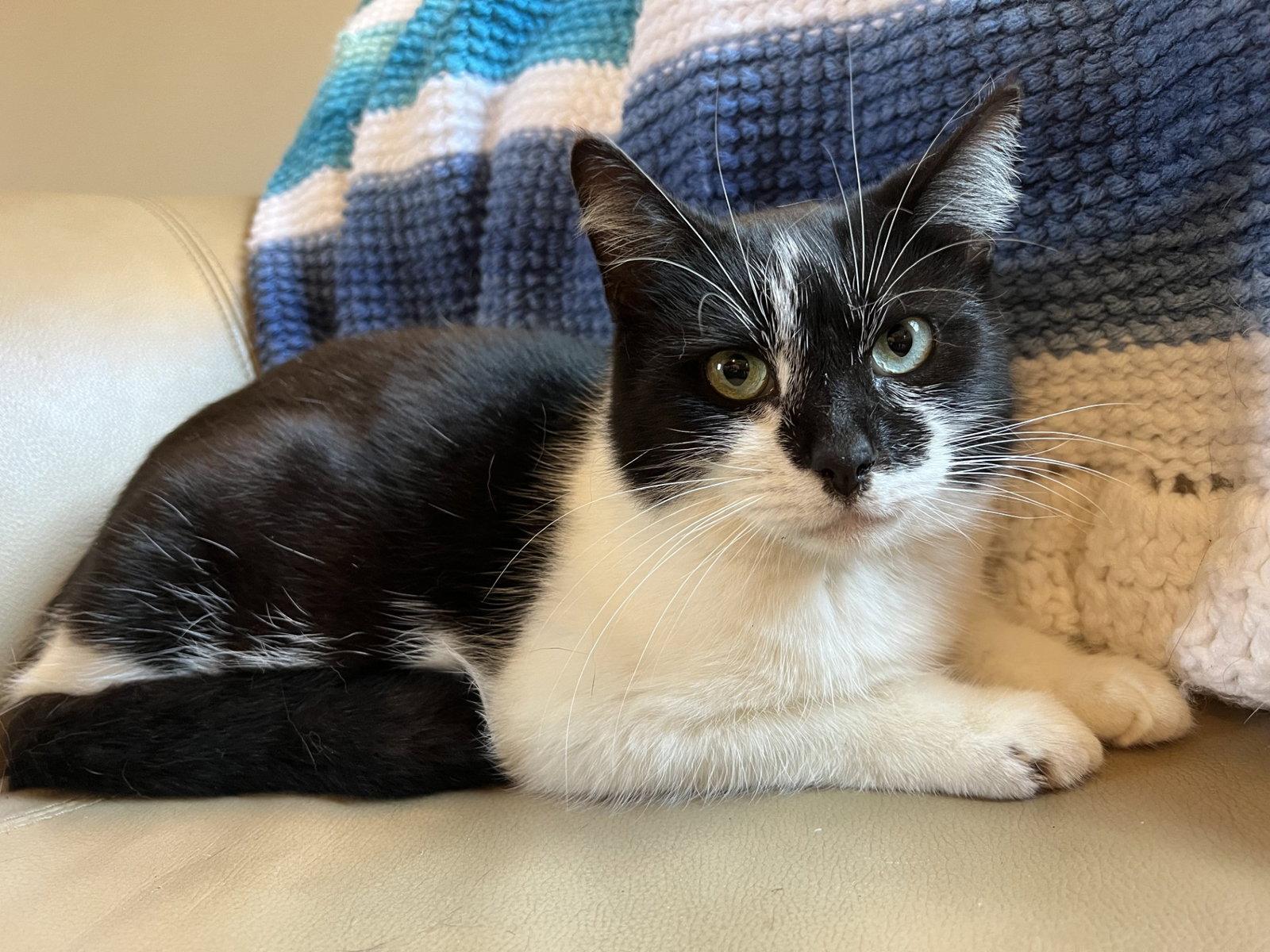 Enlarge Cleo, a Adoptable Domestic Short Hair in Elkins, WV image 2/2