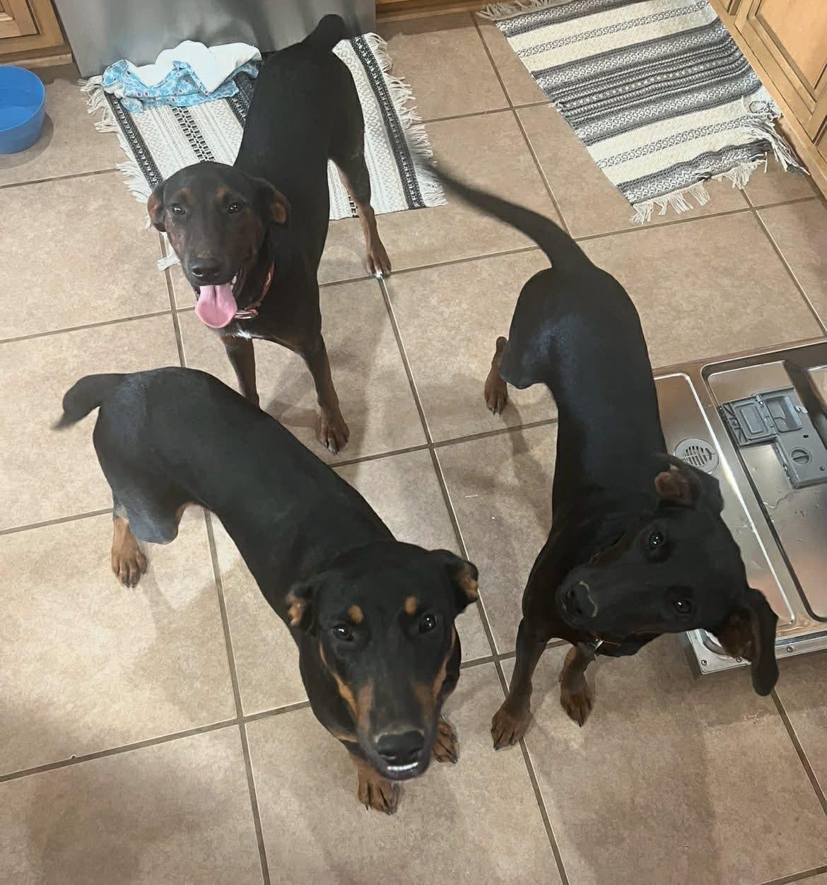 Enlarge Foster BB!, an adopted mixed breed in Oswego, IL image 2/3