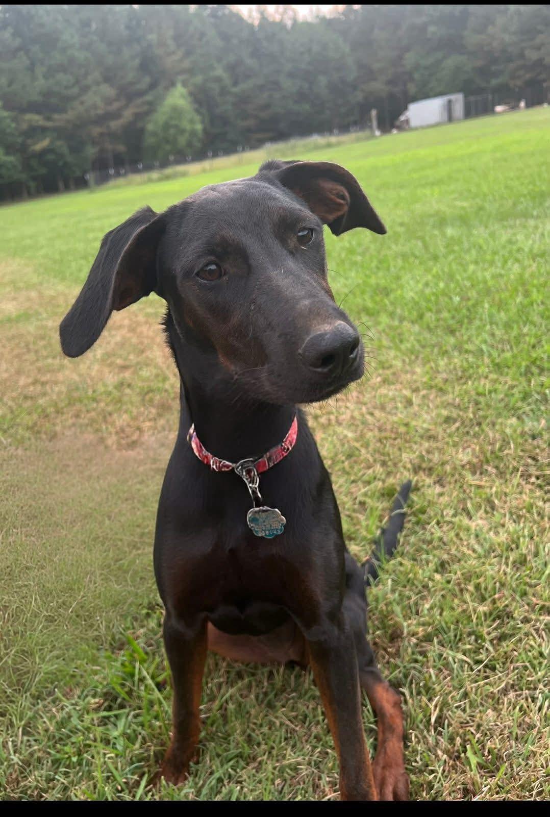 Enlarge Foster BB!, an adopted mixed breed in Oswego, IL image 1/3