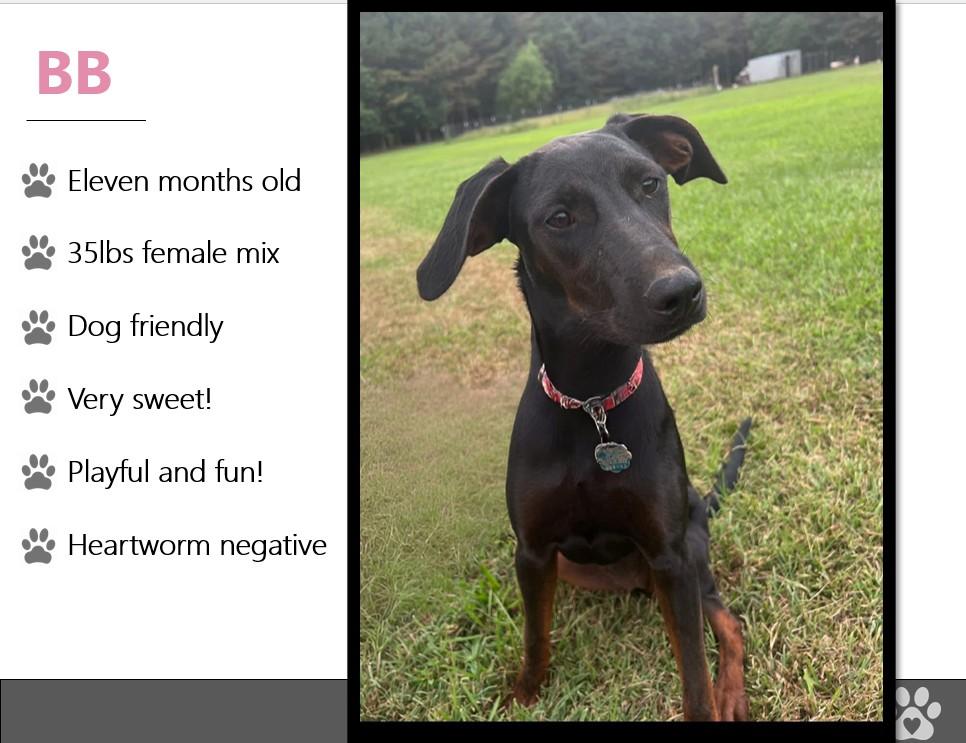 Enlarge Foster BB!, an adopted mixed breed in Oswego, IL image 3/3