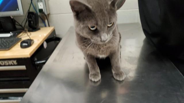 Enlarge JAVA, a Adoptable Domestic Short Hair in Aurora, IL image 1/1