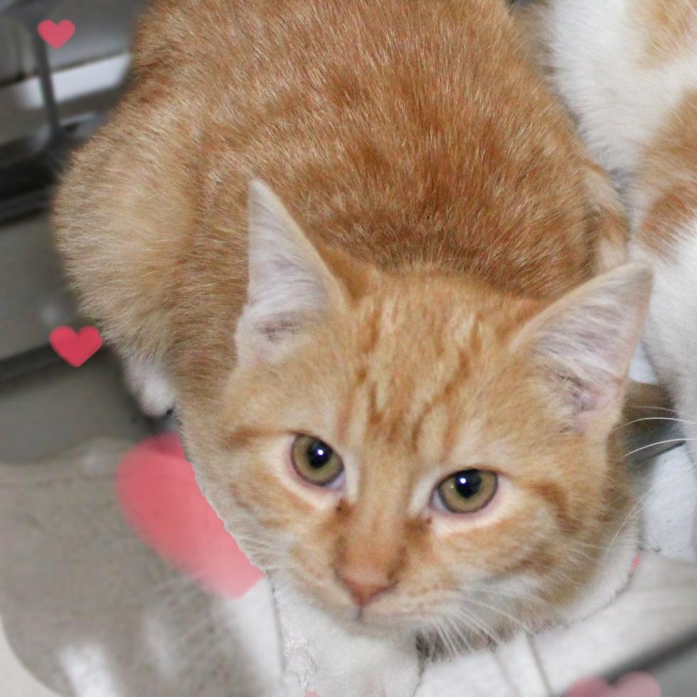 Enlarge Heathcliff, a ADOPTABLE Tabby in Amelia, OH image 1/1