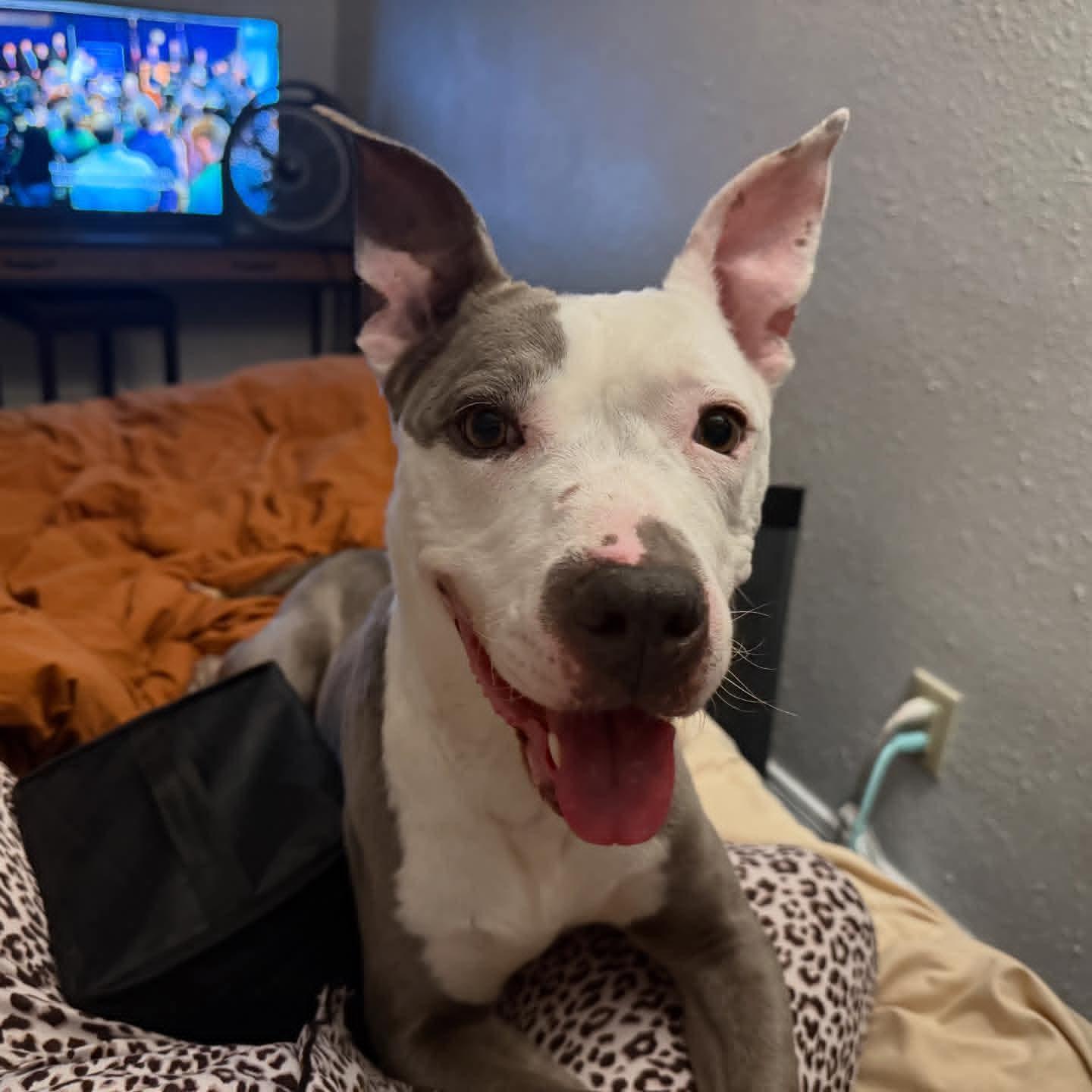 Enlarge Hermera (Hermie), a ADOPTABLE Pit Bull Terrier in Iowa City, IA image 1/2