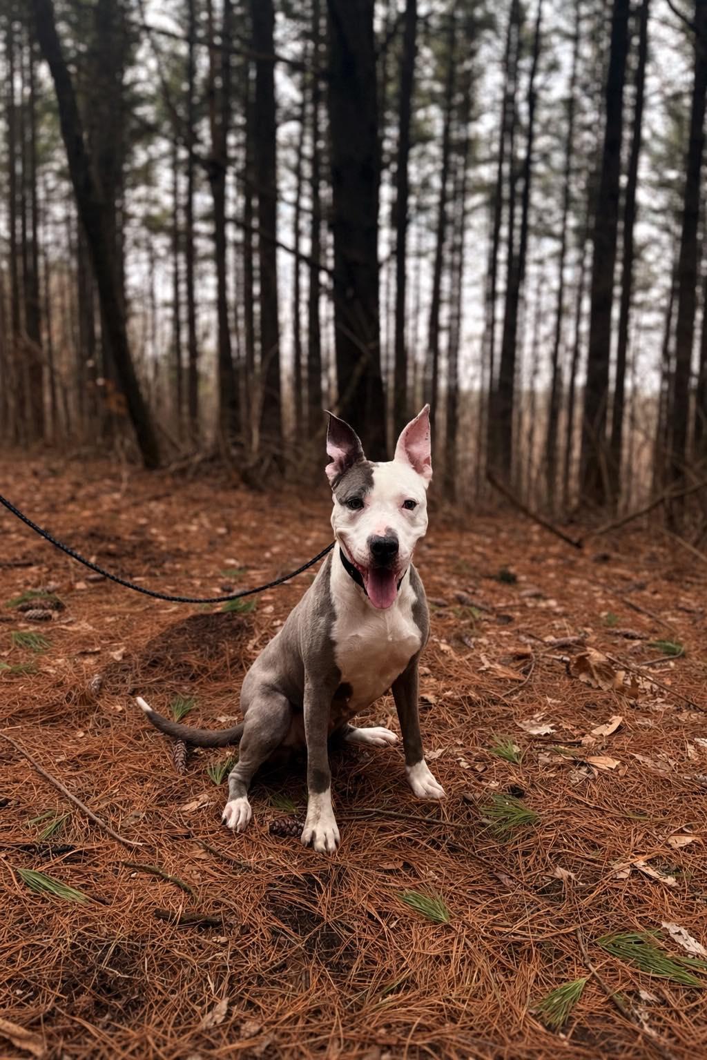 Hermera (Hermie), an adopted Pit Bull Terrier in Iowa City, IA image 3/3