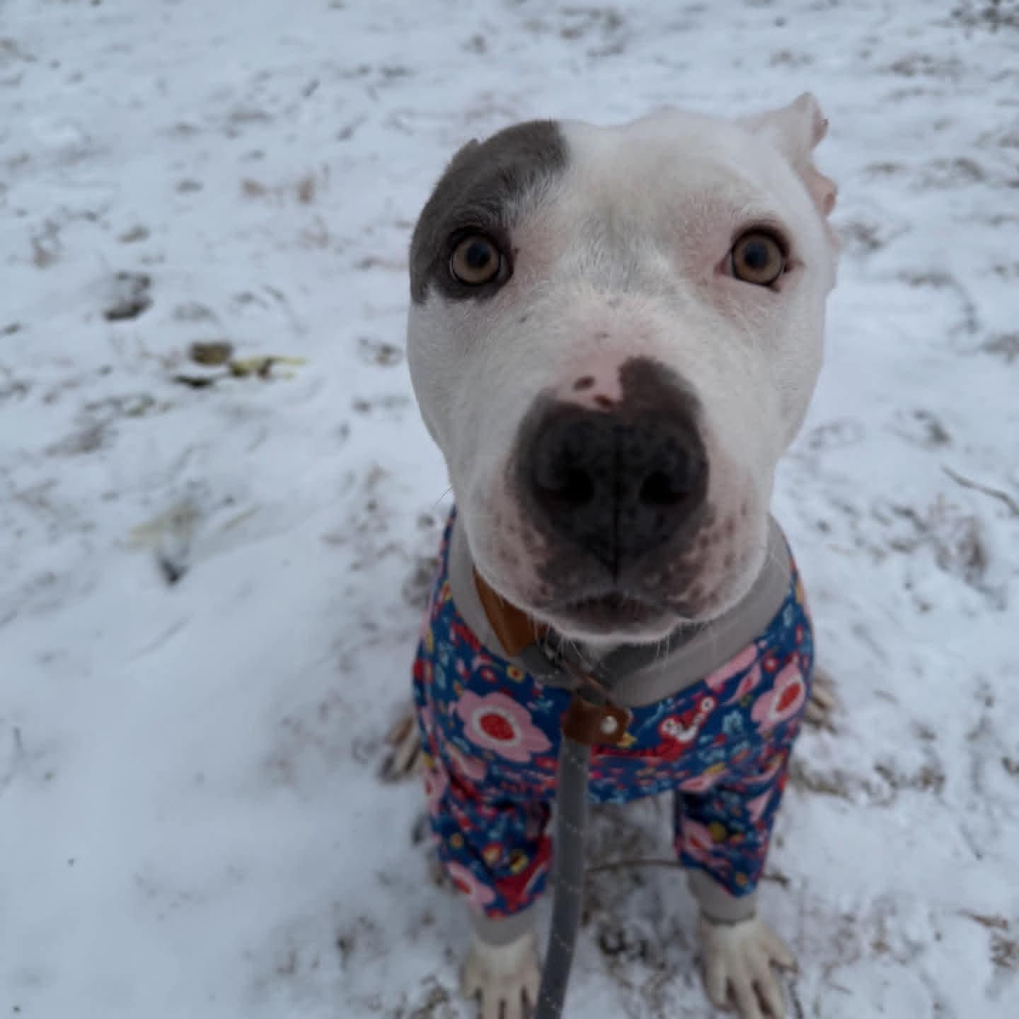 Enlarge Hermera (Hermie), a ADOPTABLE Pit Bull Terrier in Iowa City, IA image 2/2