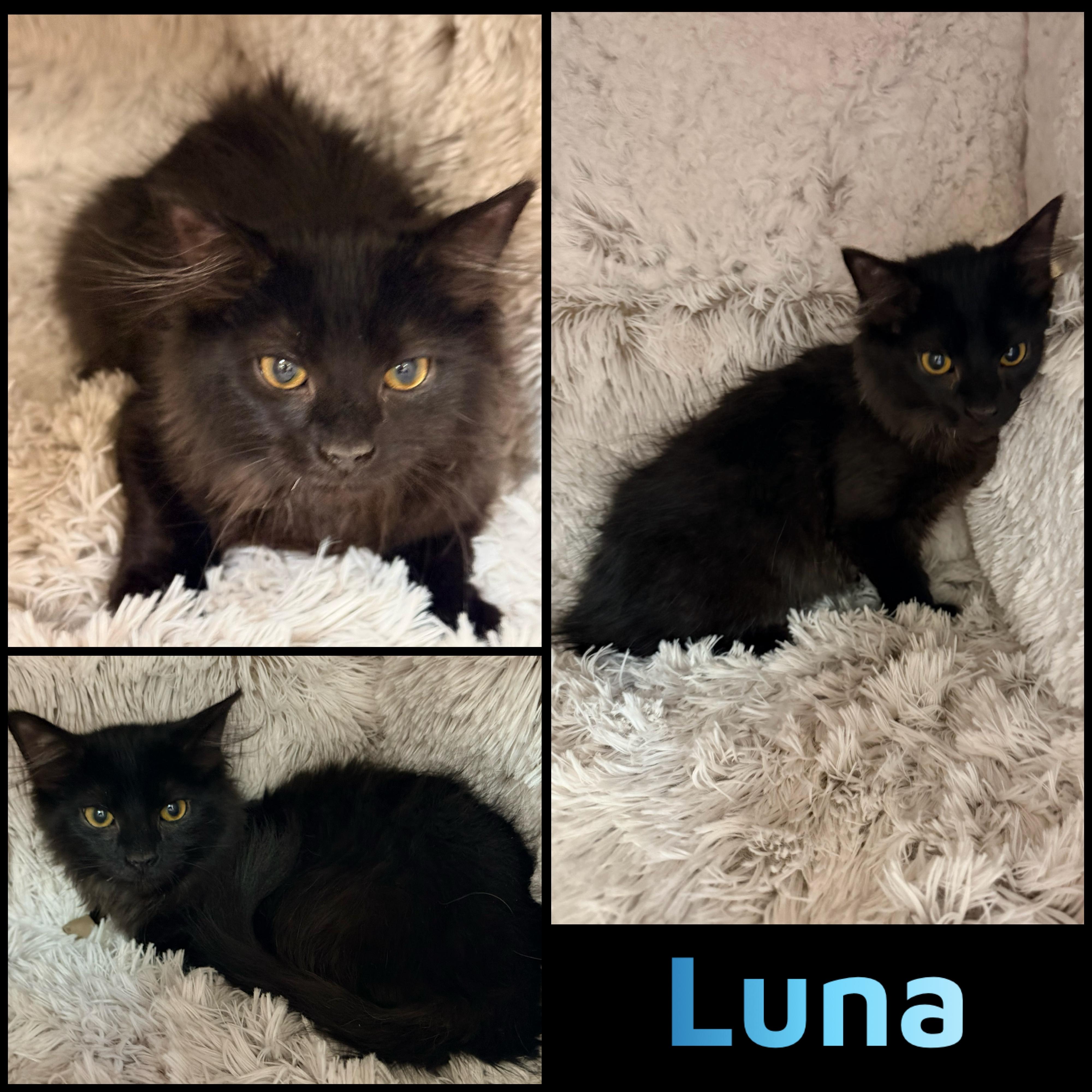 Enlarge Luna, an adoptable Domestic Long Hair in Louisville, KY image 1/1