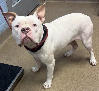 DoeDoe - IN FOSTER, a Adoptable Mixed Breed in Chamblee, GA image 2/3