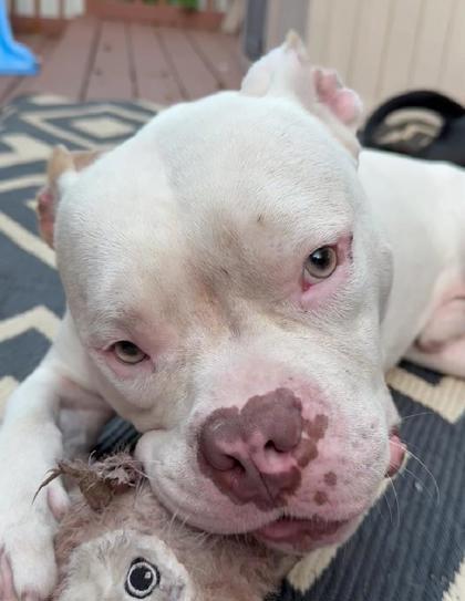 Enlarge DoeDoe - IN FOSTER, a Adoptable Mixed Breed in Chamblee, GA image 2/3