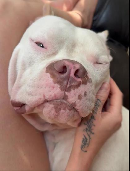 DoeDoe - IN FOSTER, a Adoptable Mixed Breed in Chamblee, GA image 3/3