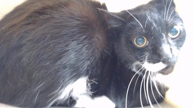 OREO, Adoptable, Adult Male Domestic Short Hair.