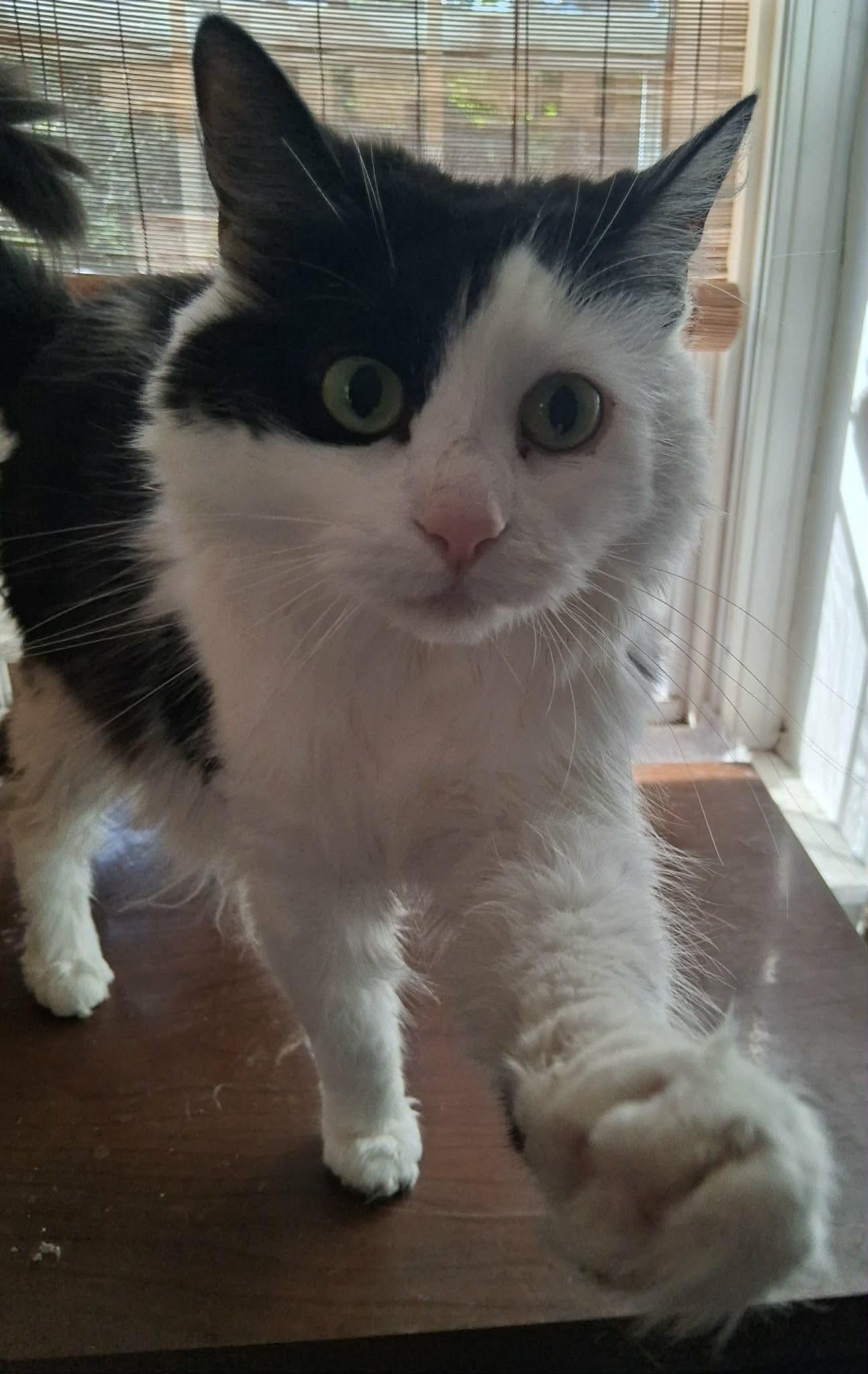 Enlarge Chloe, a Adoptable Domestic Long Hair in Pittsburgh, PA image 4/5