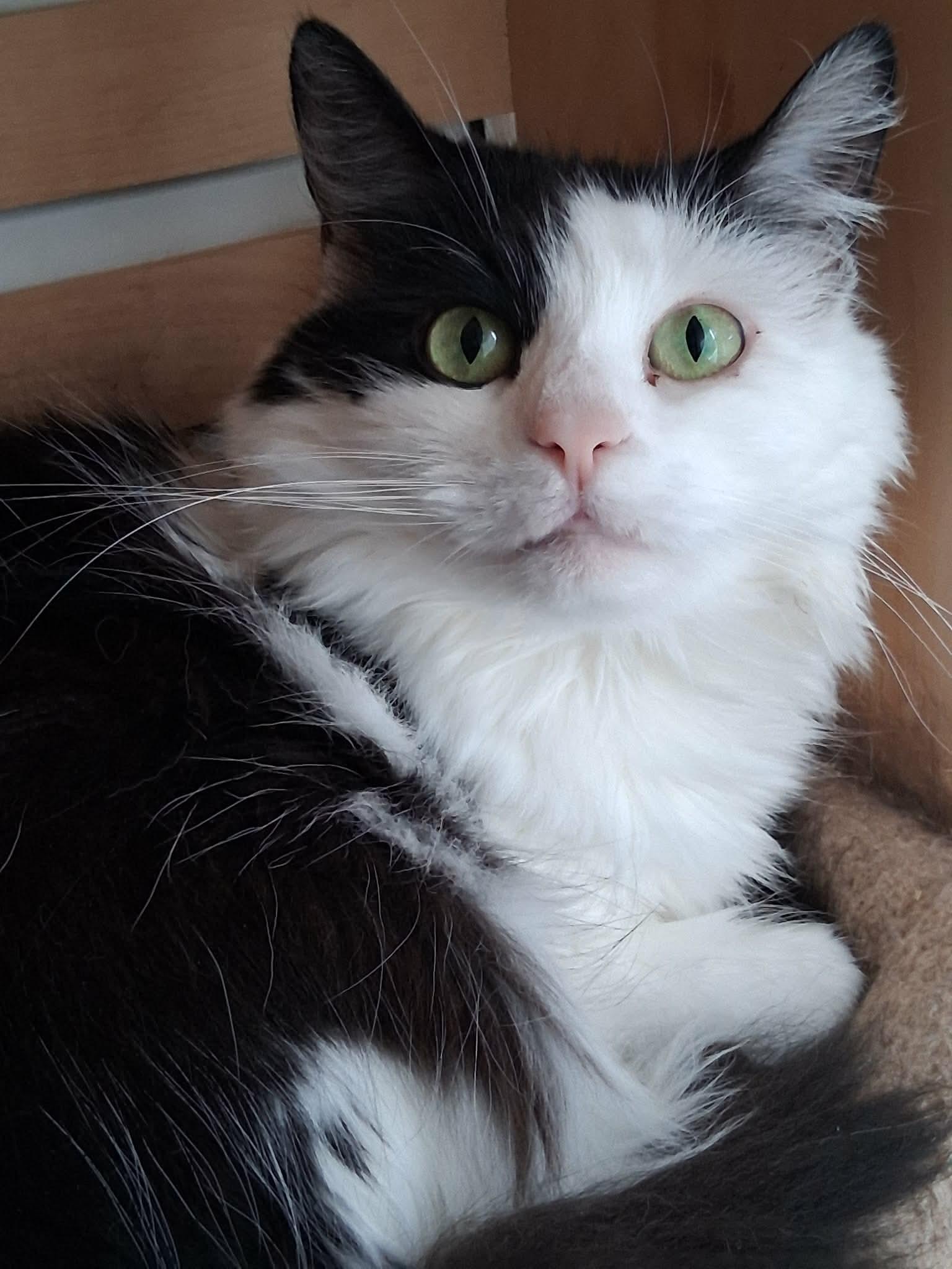 Enlarge Chloe, a Adoptable Domestic Long Hair in Pittsburgh, PA image 5/5