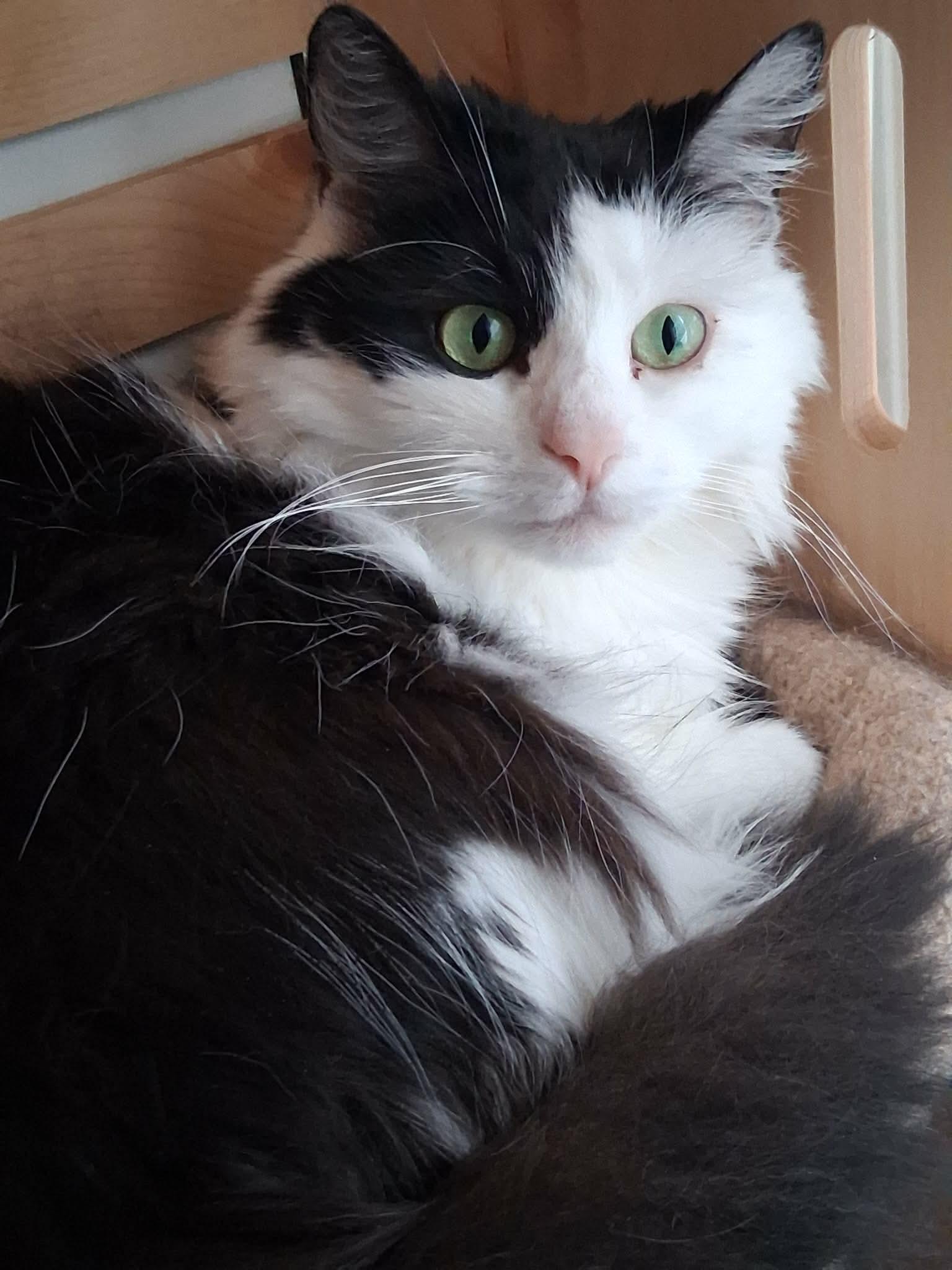 Enlarge Chloe, a Adoptable Domestic Long Hair in Pittsburgh, PA image 2/5