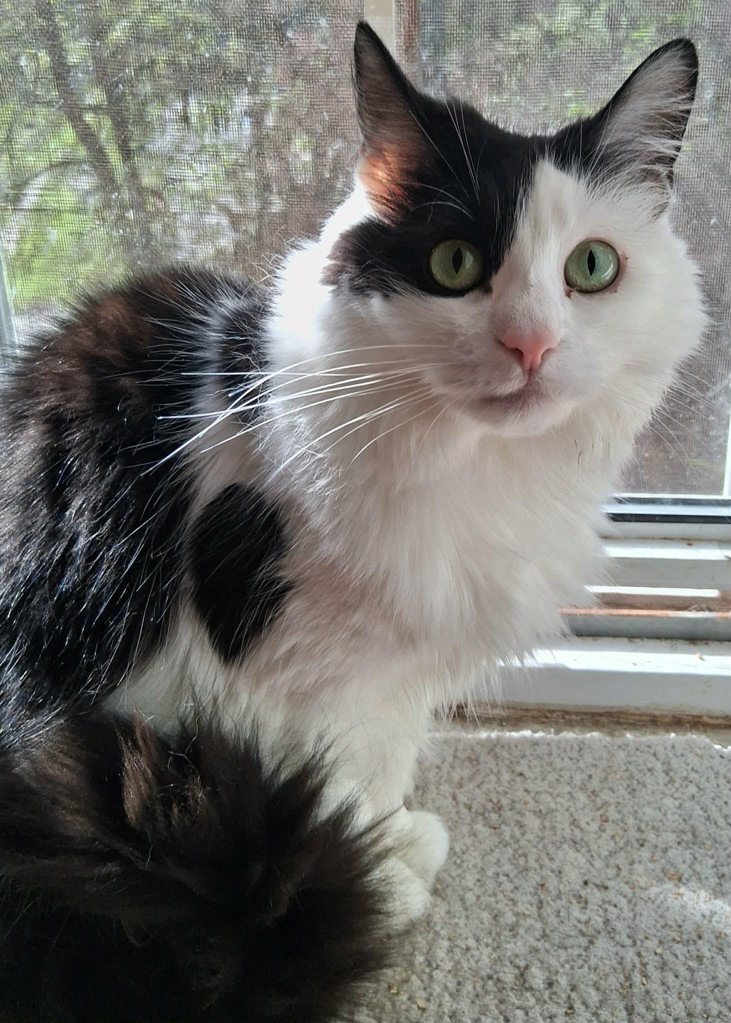 Enlarge Chloe, a Adoptable Domestic Long Hair in Pittsburgh, PA image 1/5