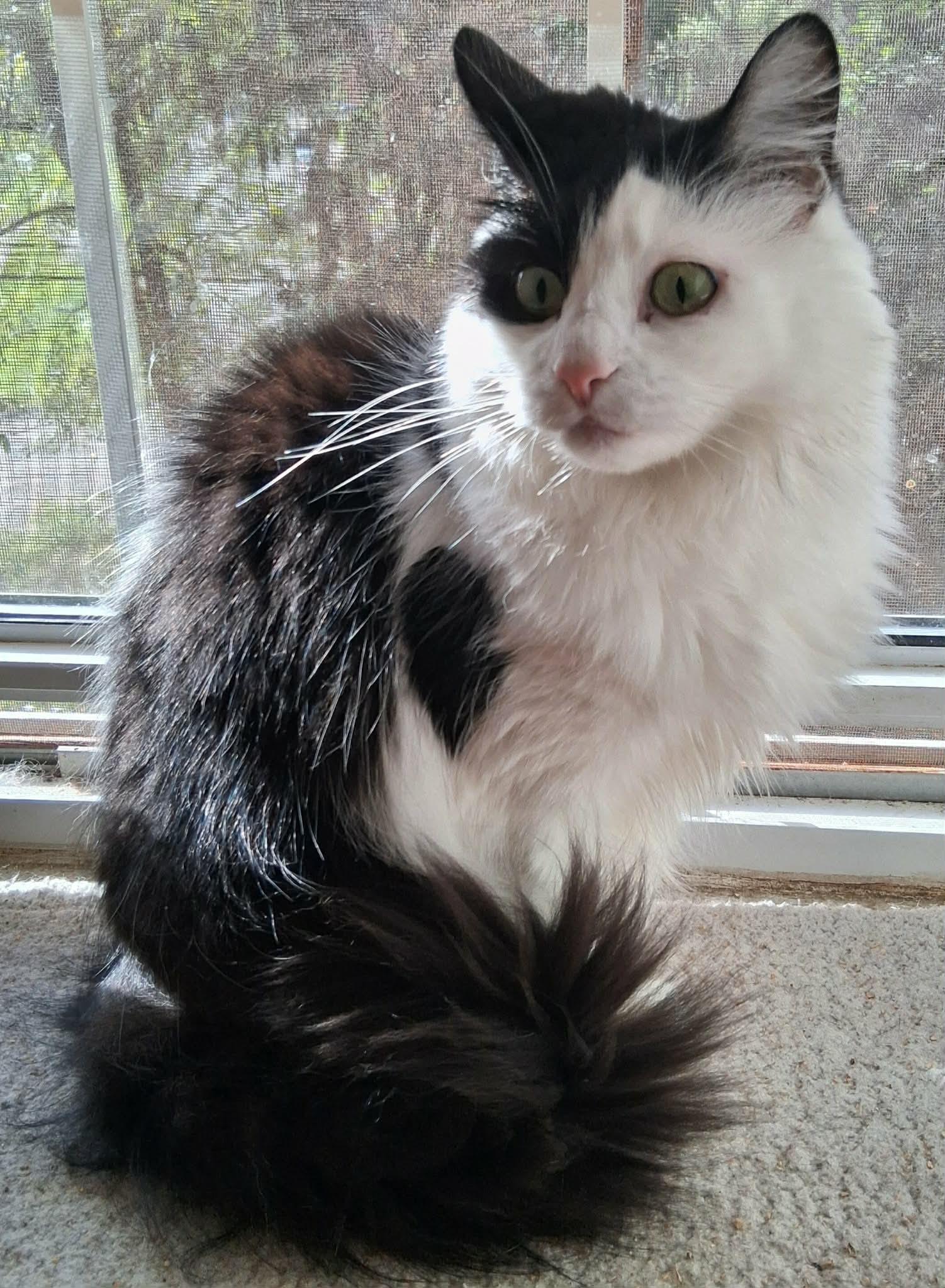 Enlarge Chloe, a Adoptable Domestic Long Hair in Pittsburgh, PA image 3/5